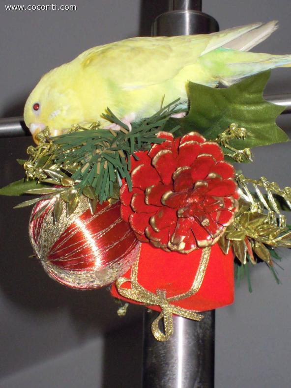 Merry Christmas con Senape